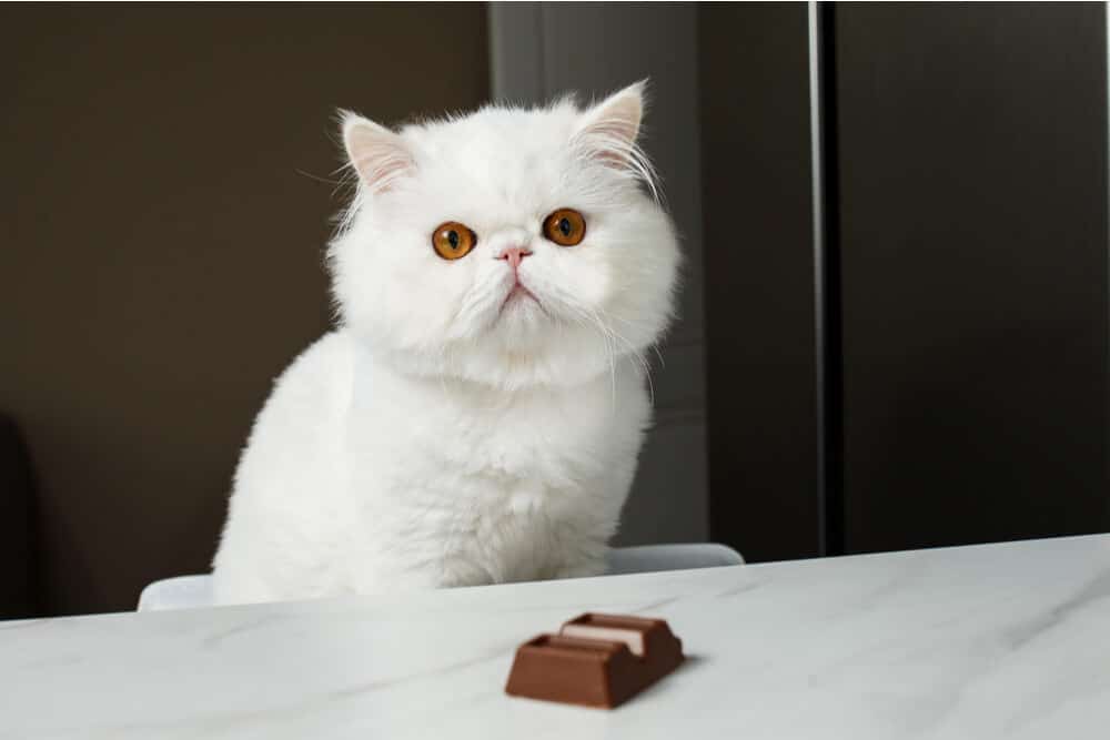 Image illustrant un chat avec du chocolat, soulignant les dangers de la consommation de chocolat pour les chats