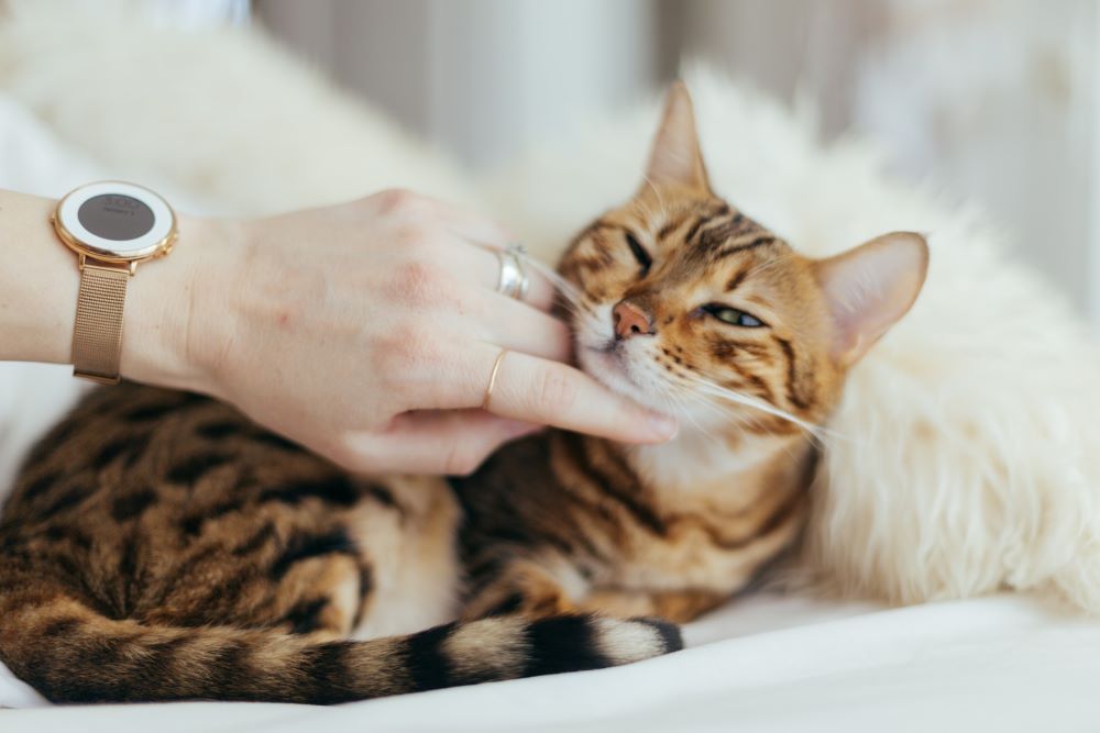 Causes de la perte de poils chez les chats causées par une personne qui caresse un chat