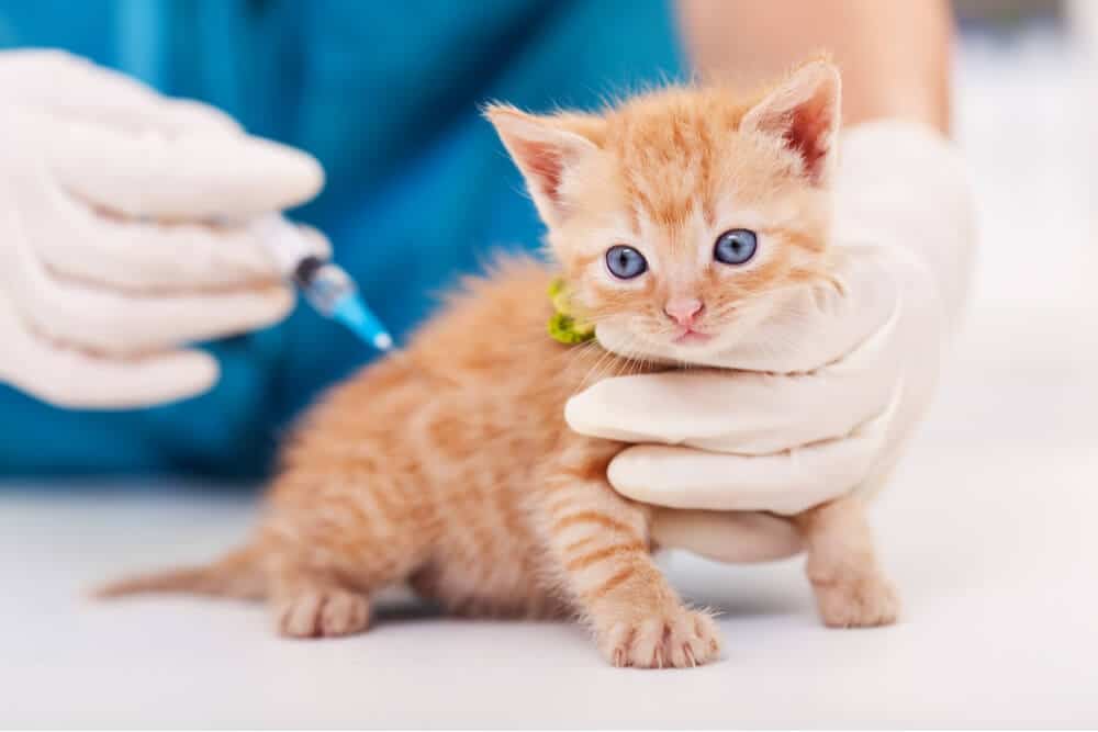 Vaccin contre la maladie de Carré pour les chats