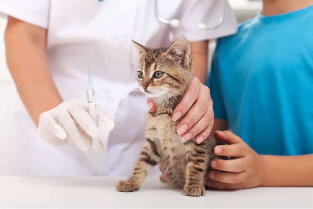 Image en vedette du vaccin FVRCP pour chats