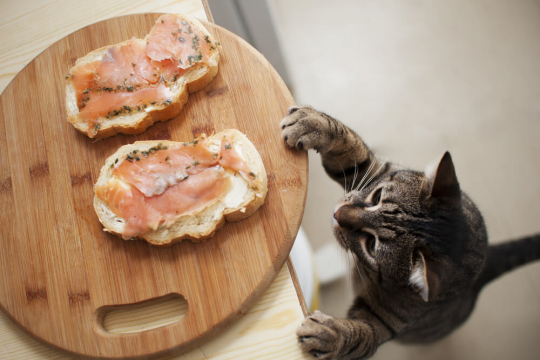15 aliments humains toxiques pour les chats