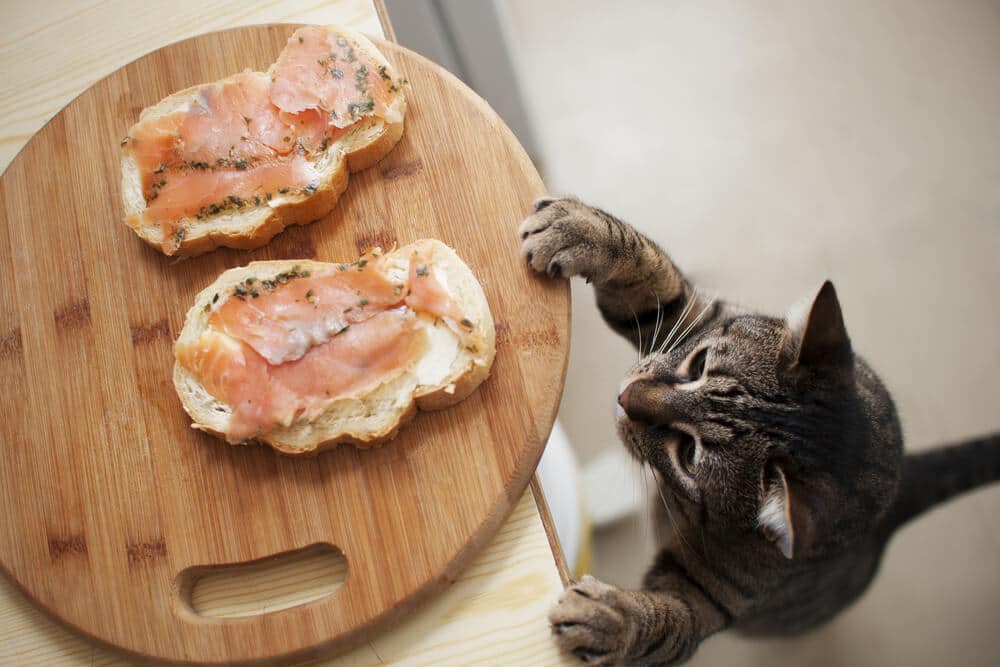 Aliments toxiques pour les chats