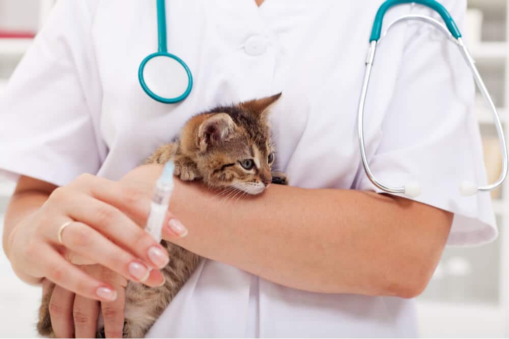 Un chaton se fait vacciner