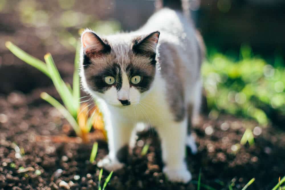 Chaton vivant à l'extérieur