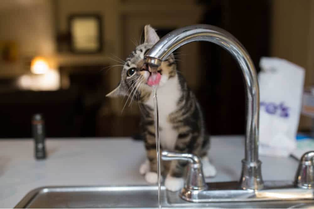 Chat curieux devant un bol d'eau, buvant plus d'eau que d'habitude. L'expression attentive du chat et sa tête baissée indiquent son intérêt accru pour la source d'eau.