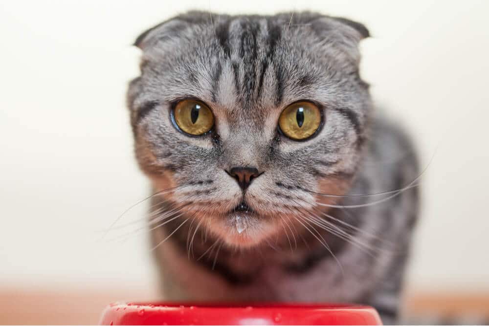 Chat en alerte buvant de l'eau dans un bol, ce qui montre une augmentation de la soif. La posture concentrée du chat et l'acte de boire suggèrent une consommation d'eau plus importante.