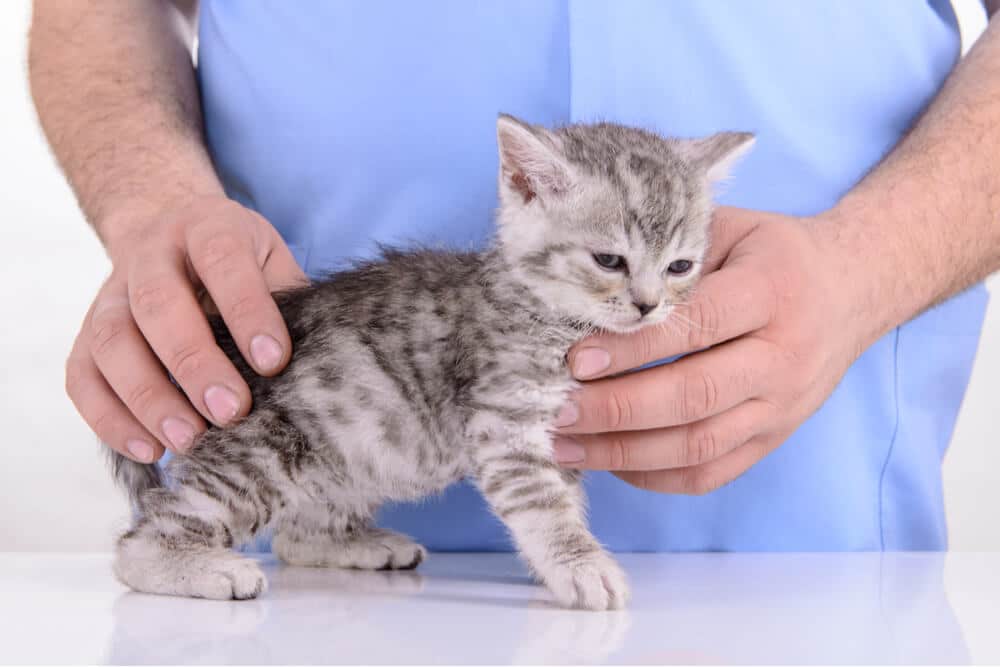 Photo d'un chaton atteint de la maladie de Carré chez le vétérinaire