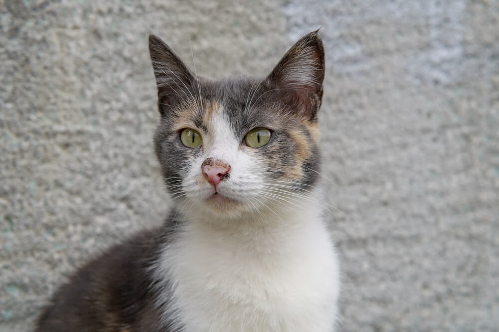 Chat avec le nez enflammé