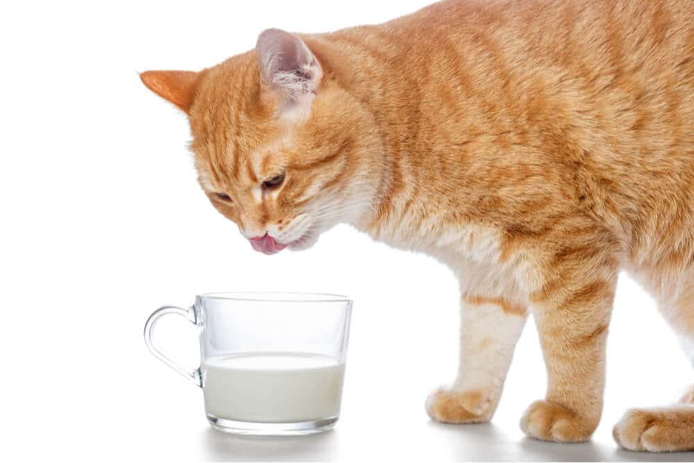 Les chats peuvent-ils boire du lait ?