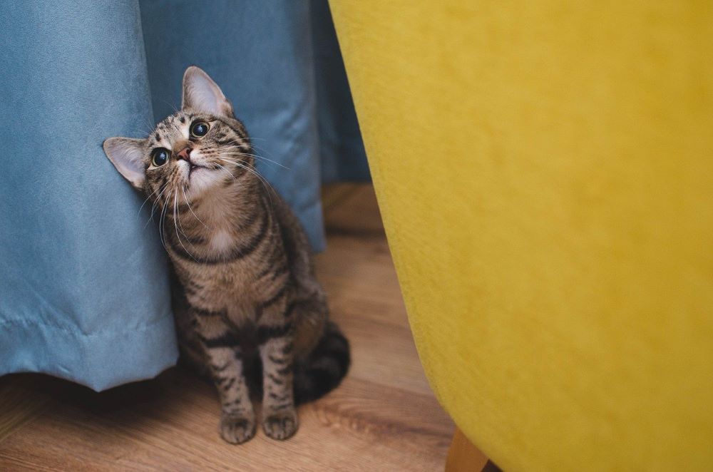 Les chatons peuvent-ils manger de la nourriture pour chats ?