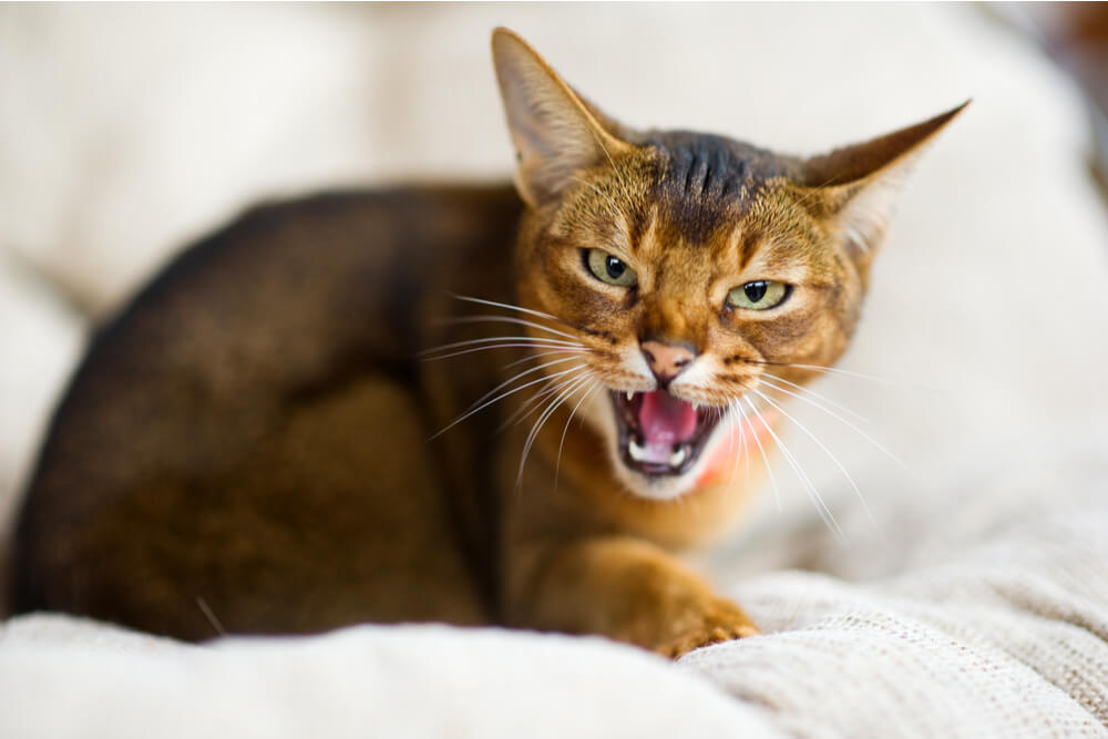 Chat qui siffle sur fond beige