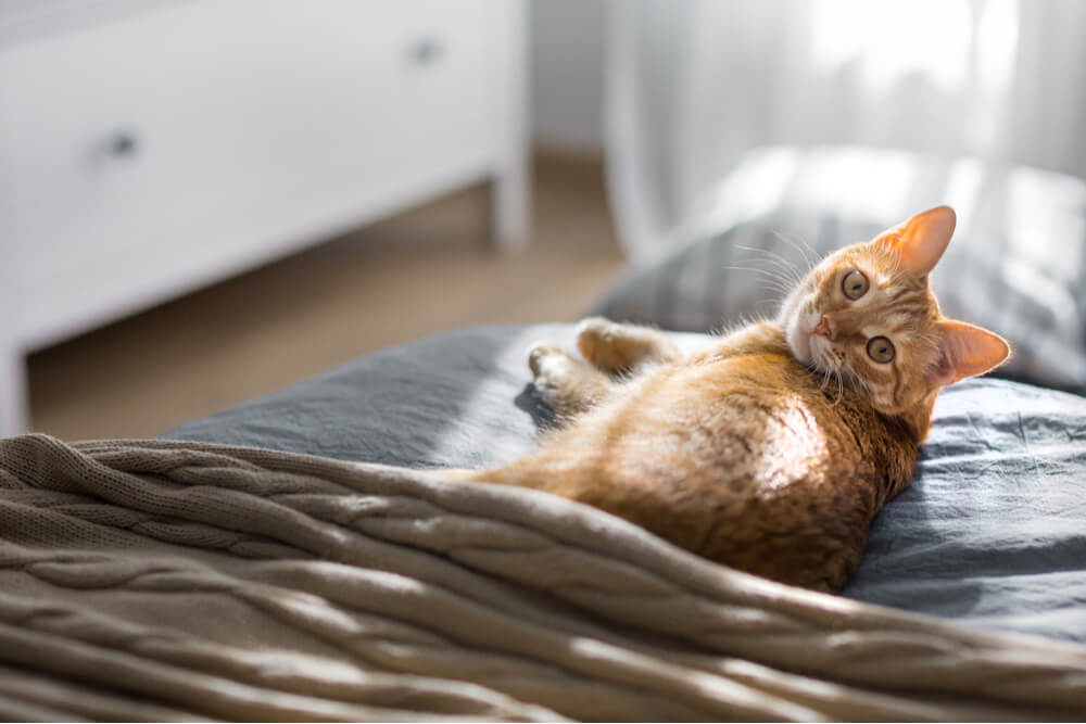 Guérison d'une infection des voies respiratoires supérieures chez le chat