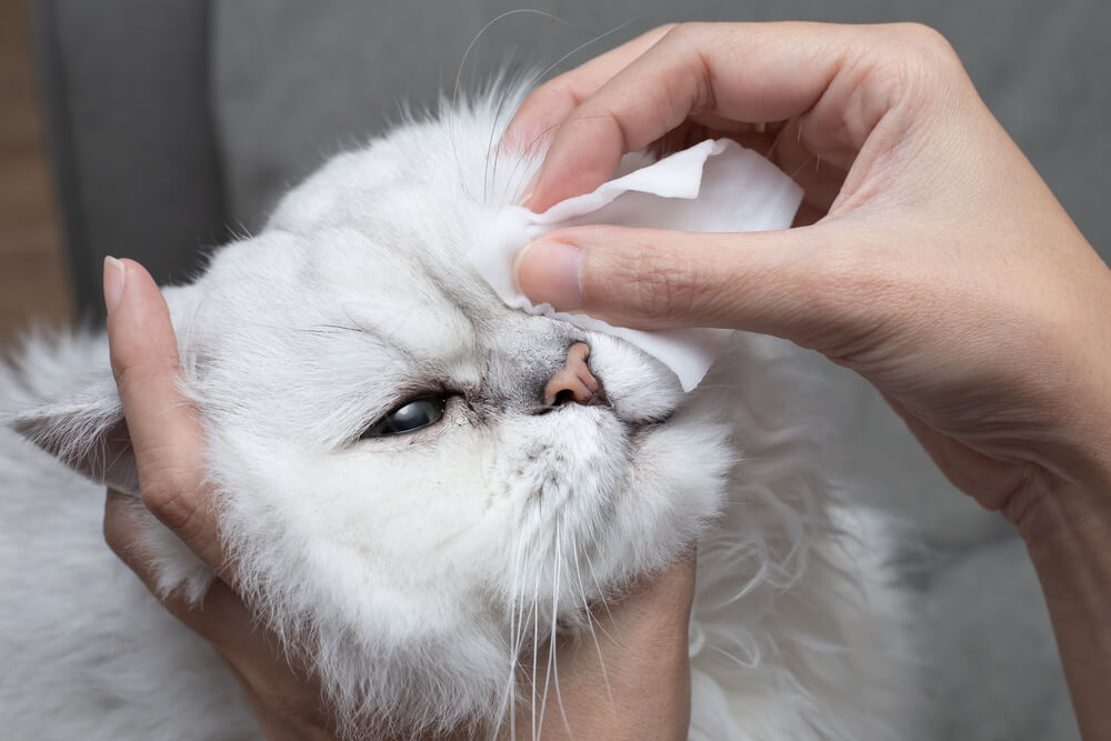 humain essuyant un œil de chat