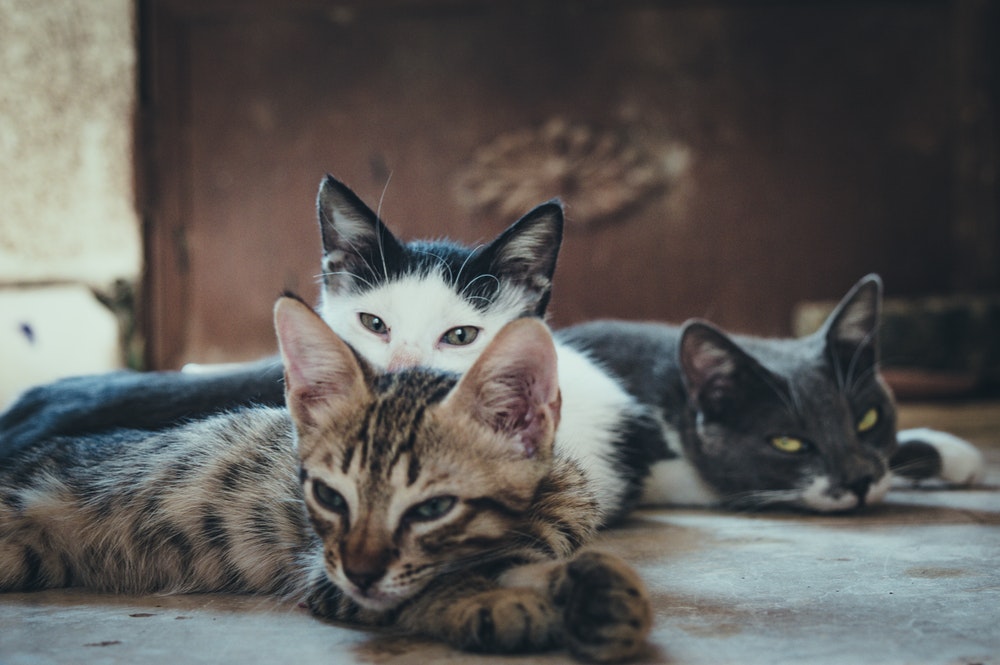 Photographie d'un groupe de chats potentiellement porteurs de la leucémie féline