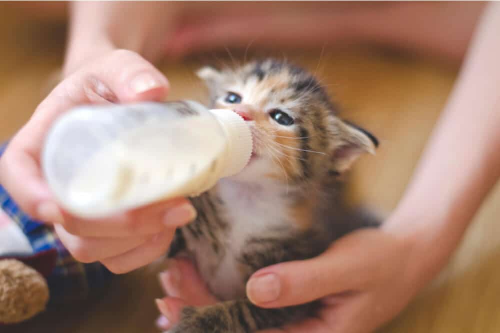 Une image adorable capturant le moment attachant d'un chaton buvant du lait au biberon.