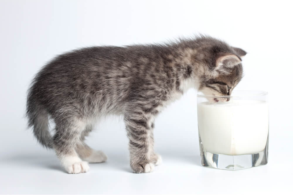 Une image attachante capturant l’innocence d’un chaton buvant du lait dans un verre.