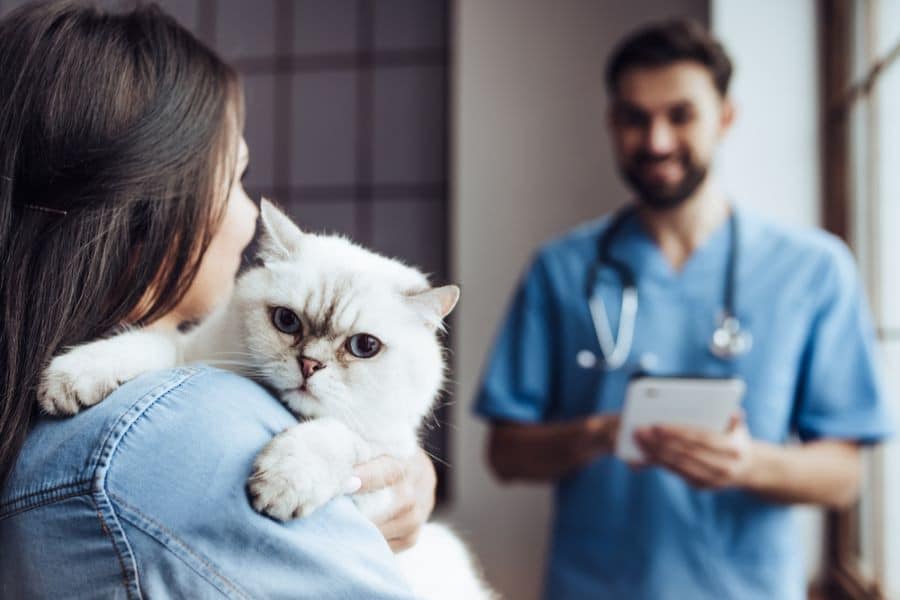 Une femme tient un chat lors d'un contrôle vétérinaire