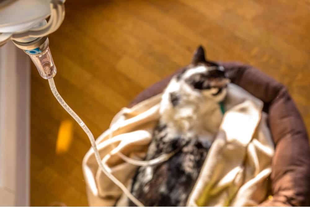 chat recevant des liquides sous-cutanés