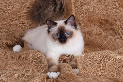 Magnifique chat Birman aux yeux bleus saisissants et au pelage luxueux