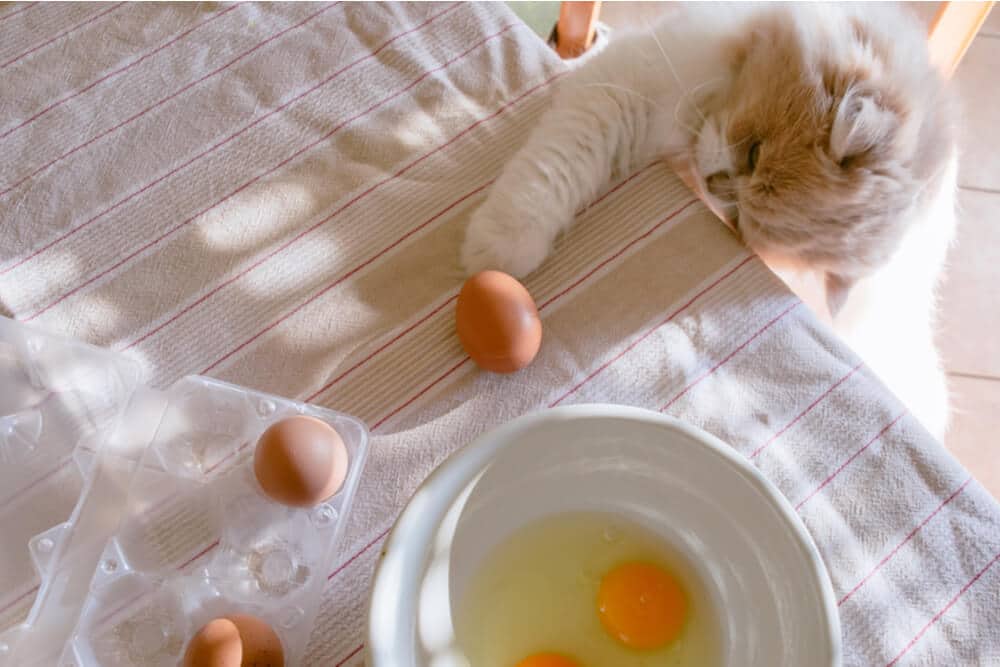 Image représentant un chat explorant avec curiosité des œufs sur une table, avec un œuf cassé ouvert sur une assiette