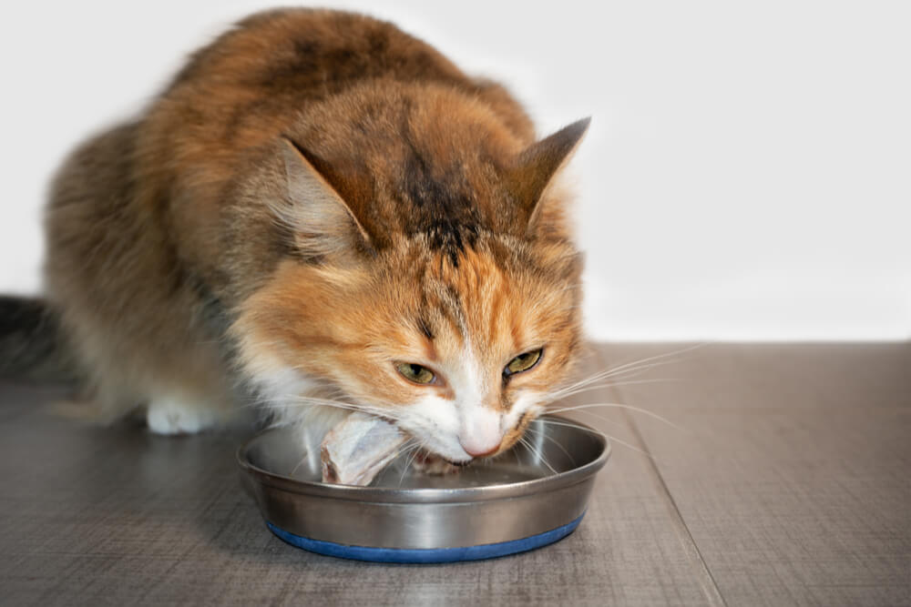 Les chats peuvent-ils manger des os de poulet crus ?