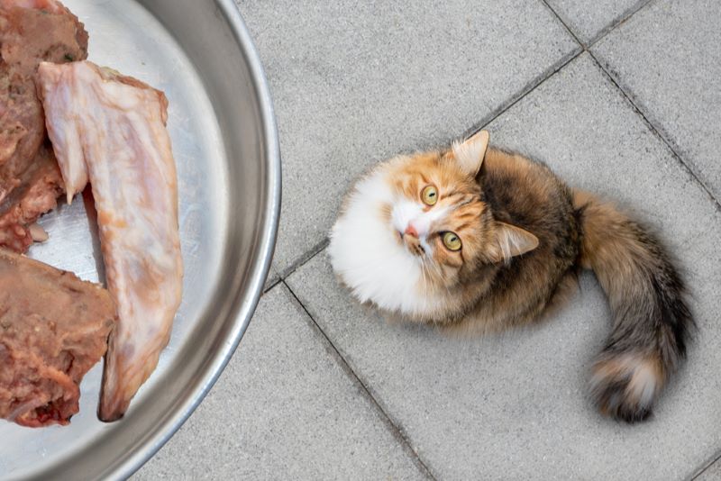 Les chats peuvent-ils manger du poulet cru ?