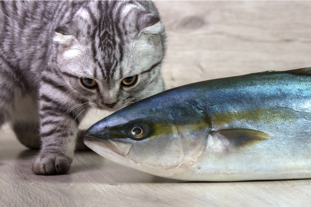 Exploration de la question de savoir si les chats peuvent manger du thon, en mettant l’accent sur les considérations alimentaires félines.