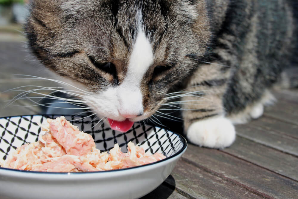 Image captivante d’un chat savourant une friandise au thon.