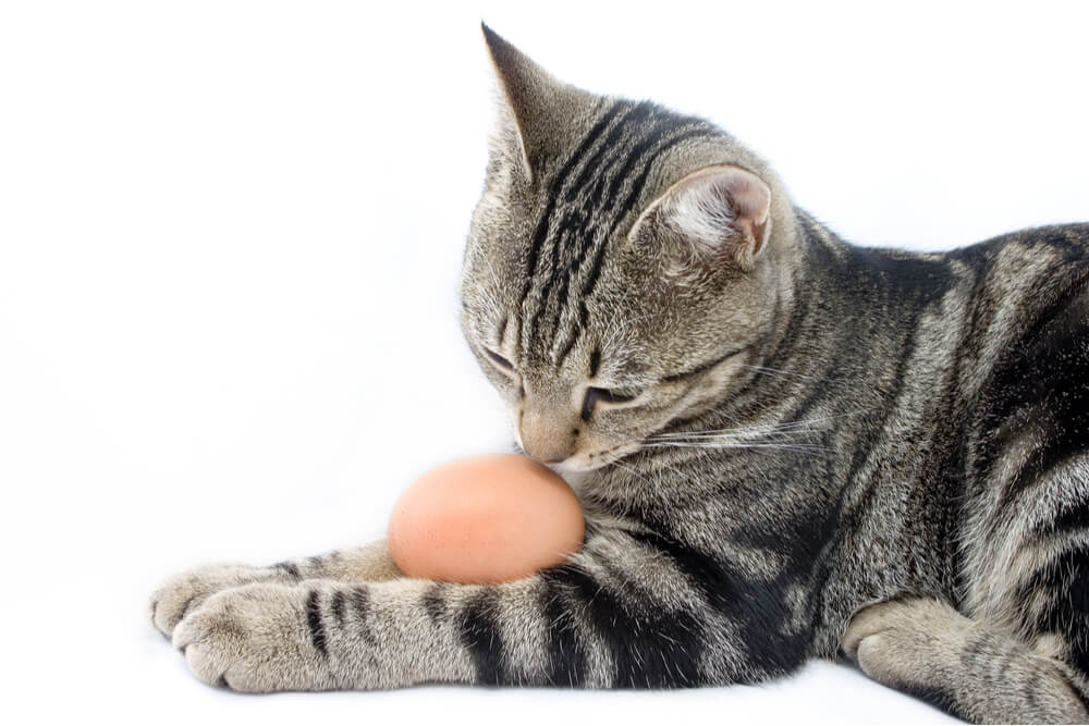 Image capturant le regard curieux d'un chat dirigé vers un œuf