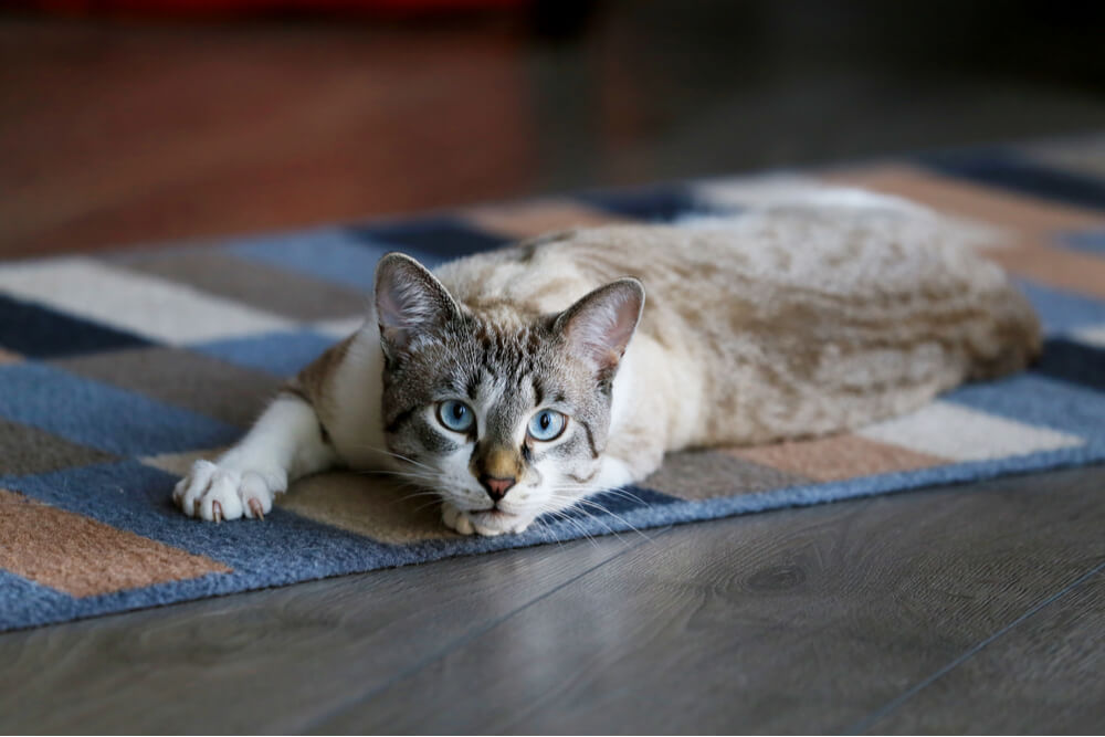 Fonctionnalités sur les vers de chat