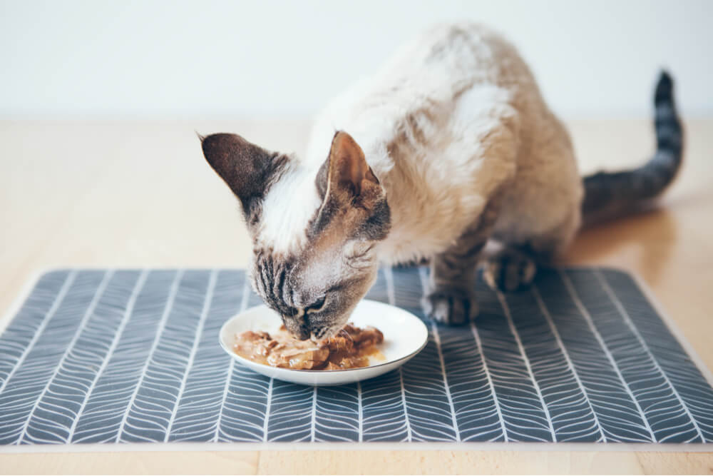 Devon Rex mangeant du thon