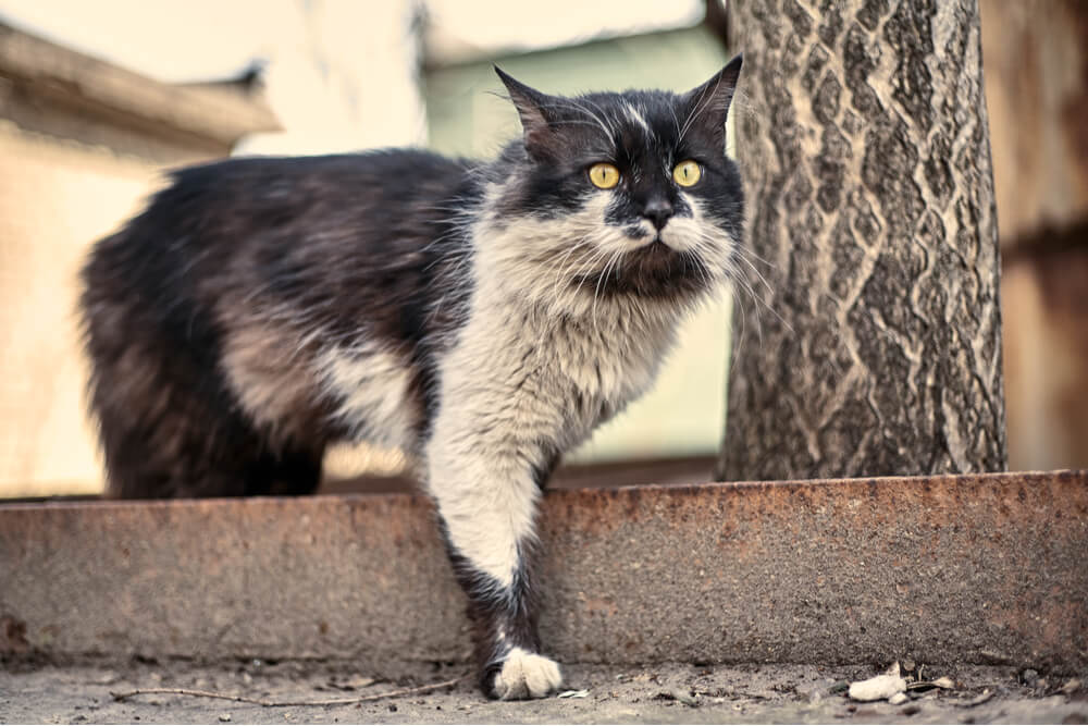 Comment donner un bain à un chat Raisons de donner un bain à un chat