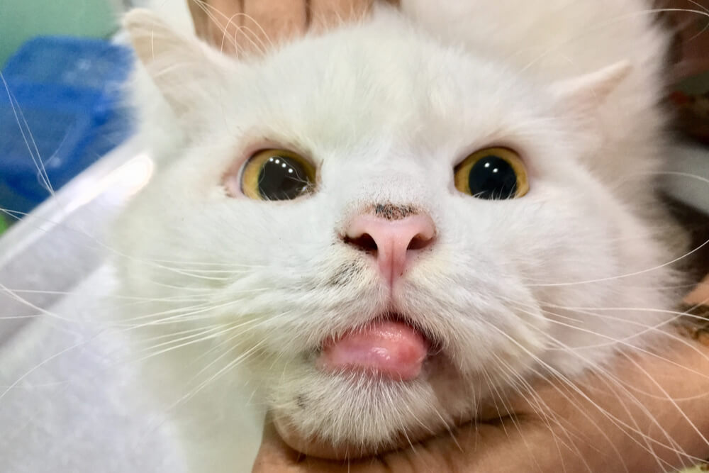 Exemple de photo de granulome éosinophile chez le chat