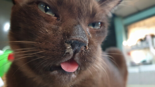 Image représentant l'abréviation FCV, représentant le calicivirus félin chez les chats.