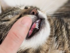 Feline Gingivitis