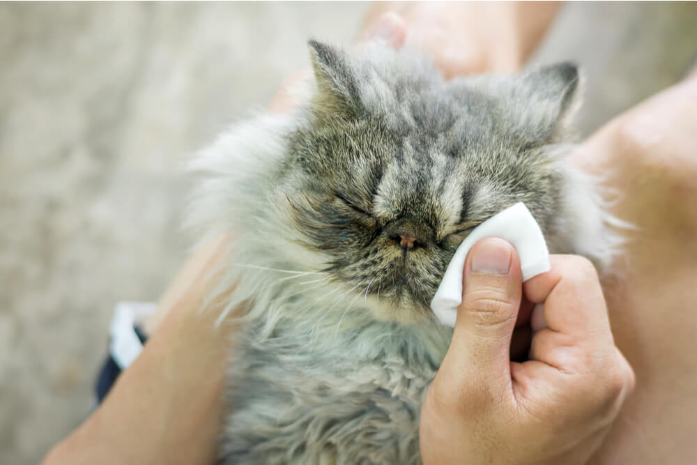 Comment laver les yeux et les oreilles d'un chat