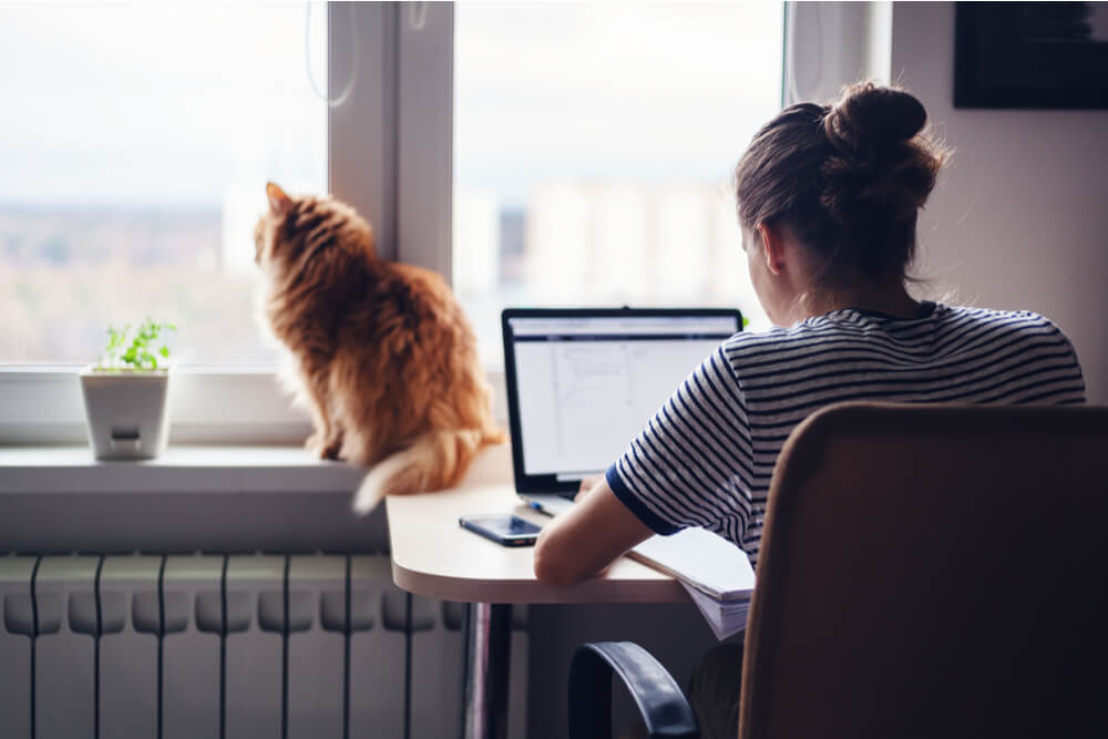 Comment calculer la quantité de nourriture à donner à votre chat