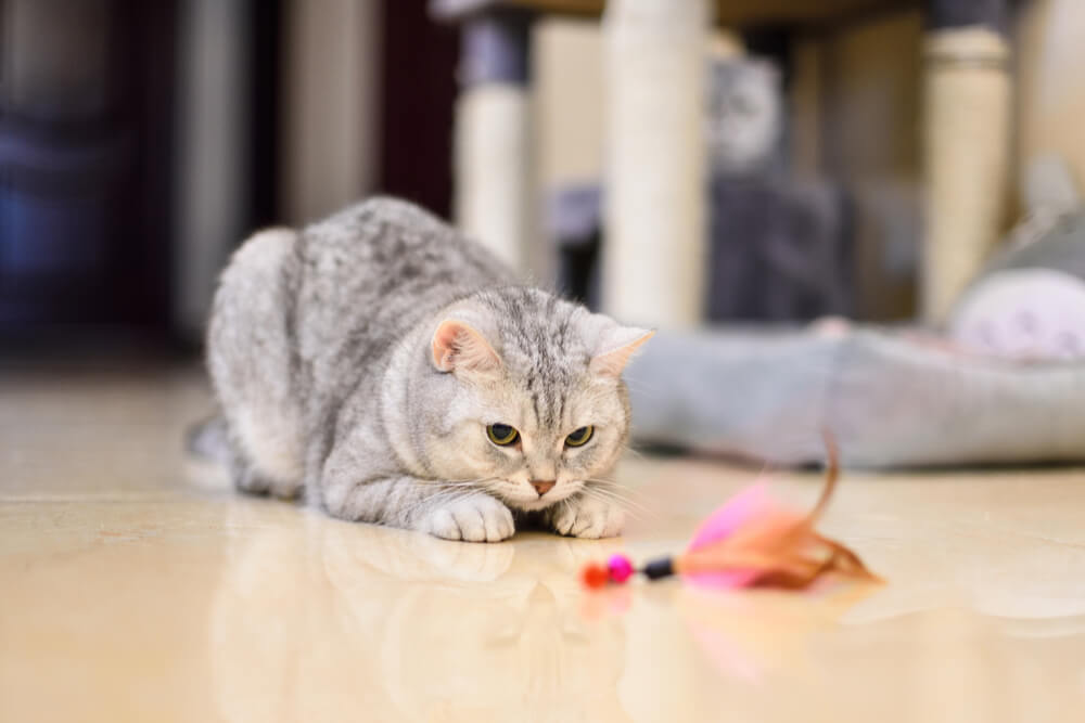 Suivi d'un chat épileptique