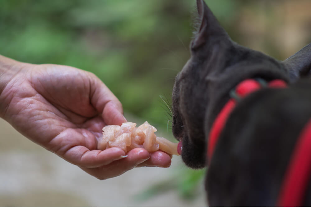 Image de mise en garde illustrant les risques associés à la consommation de poulet cru par les chats, soulignant les dangers et les préoccupations potentiels pour la santé.