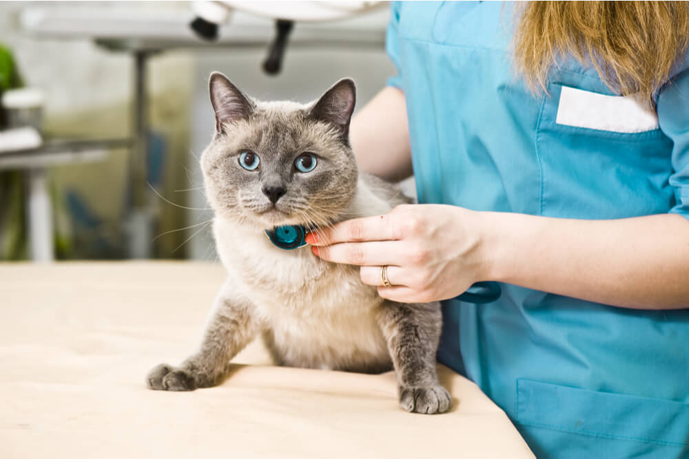 Effets secondaires du chlorambucil chez les chats