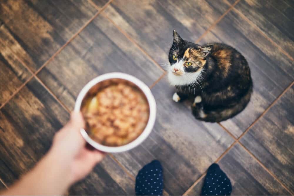 Une image représentant un propriétaire de chat inquiet à côté du bol de nourriture d'un chat qui reste intact.