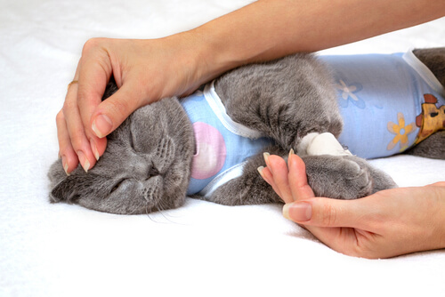 British Shorthair portant une combinaison avec les mains d'une personne qui la caresse