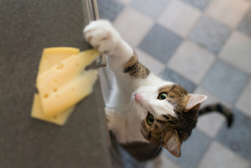 chat Vol de fromage