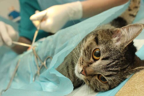 Chat couché sous un tissu bleu pendant une opération chirurgicale