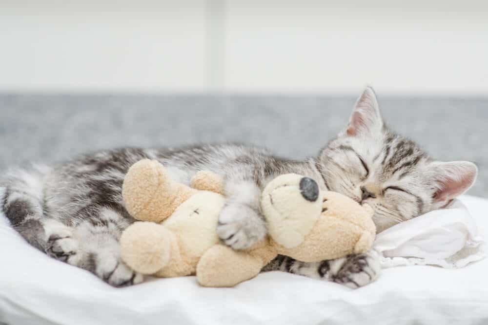 Un chat se repose avec un jouet tout en paraissant froid et en recherchant de la chaleur.