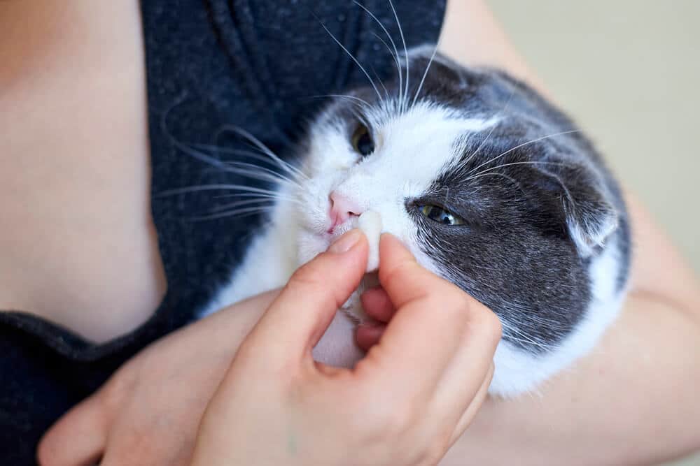 Chat enrhumé, photographié en train de s'essuyer le nez avec une patte, présentant des signes de maladie et d'inconfort.