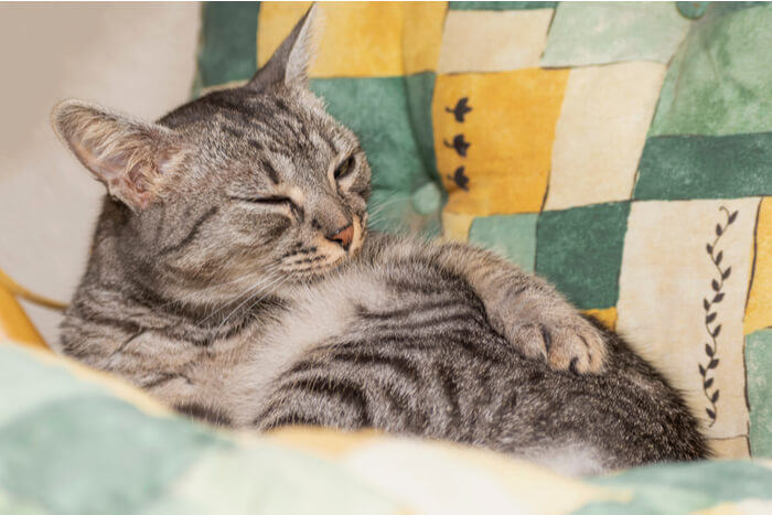 Toilettage du ventre du chat