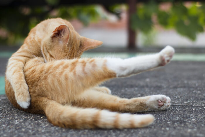 Chat attentif lèche consciencieusement sa patte, affichant ainsi son comportement de toilettage méticuleux et sa routine de soins personnels.