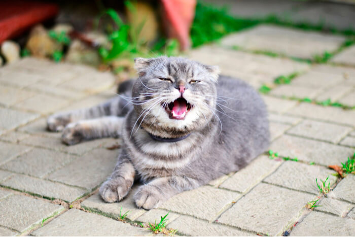 Une image capturant un chat en train d'éternuer.