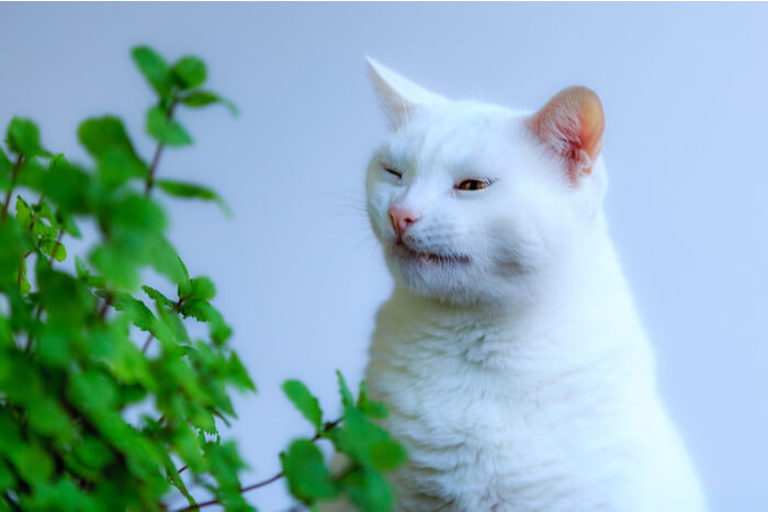 Chat blanc qui éternue à côté d'une plante verte